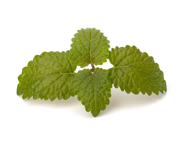 stock image Bergamot mint