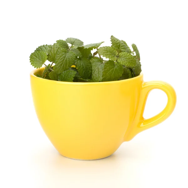 stock image Herbal peppermint tea cup