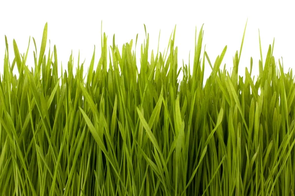 Silueta de hierba — Foto de Stock