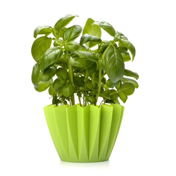 Stock image Sweet basil leaves