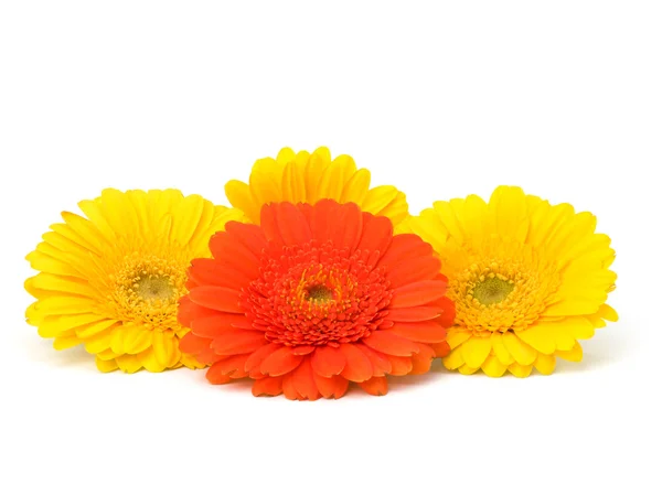 Bellissimi fiori di gerbera margherita — Foto Stock