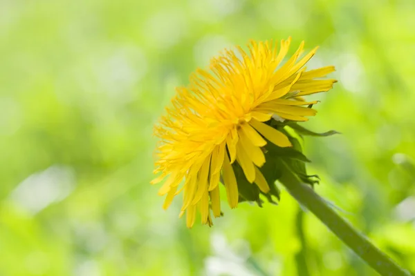 Güzel Karahindiba çiçeği — Stok fotoğraf