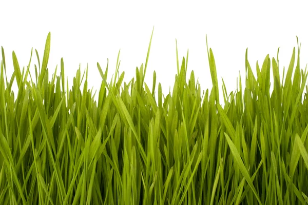 Травяной силуэт — стоковое фото