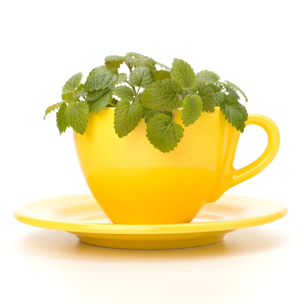 Чашка мятного чая с травами — стоковое фото
