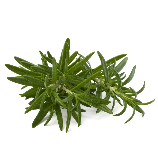 stock image Sweet rosemary leaves