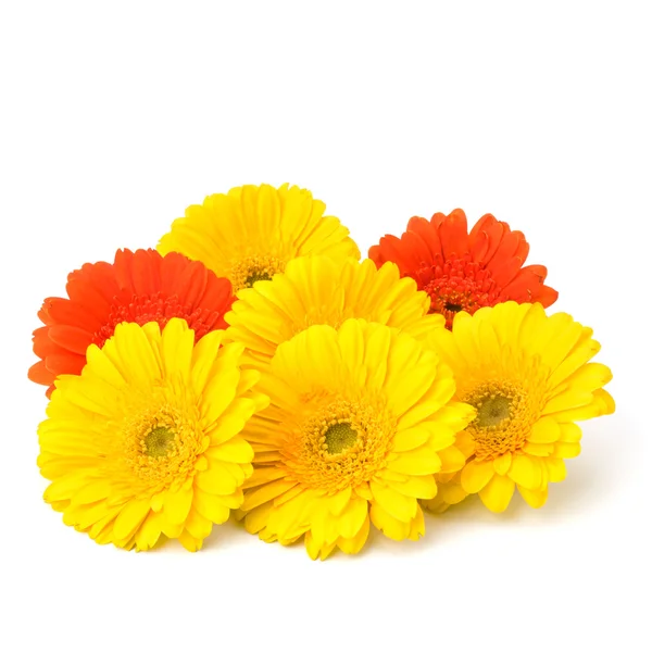 stock image Beautiful daisy gerbera flowers