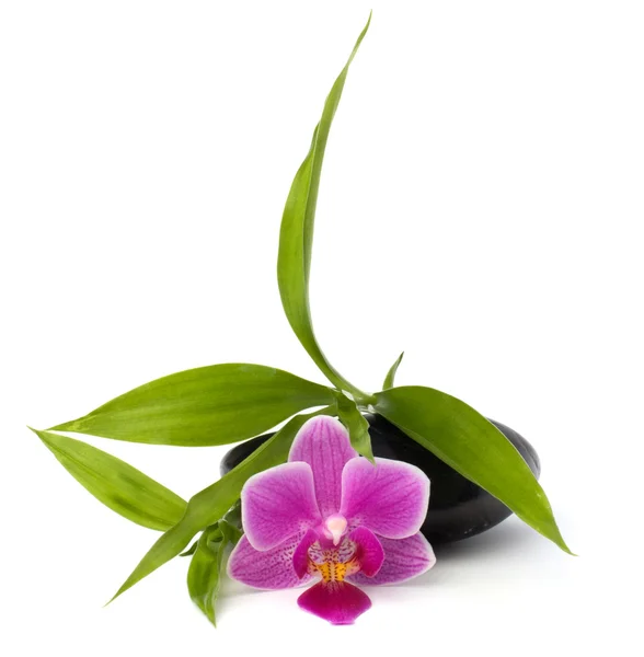 stock image Spa and healthcare concept. Orchid and stones.