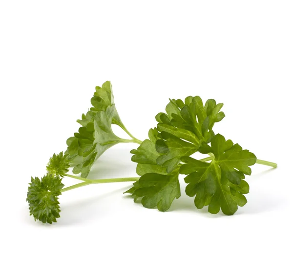 stock image Parsley