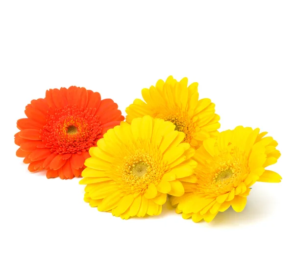 stock image Beautiful daisy gerbera flowers