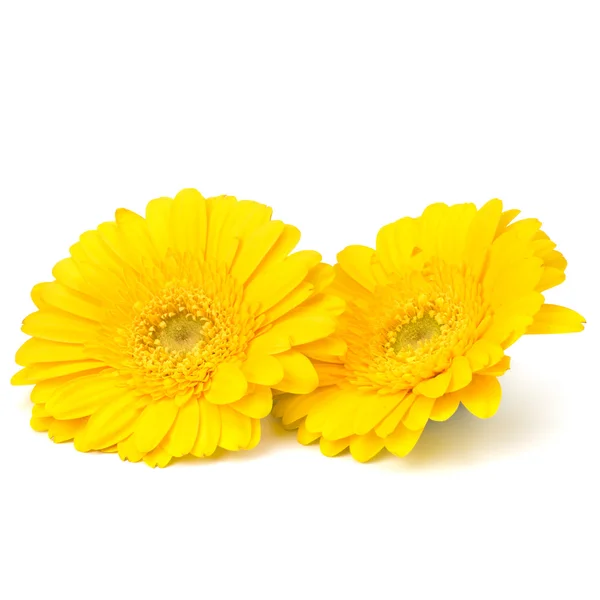 Stock image Beautiful daisy gerbera flowers