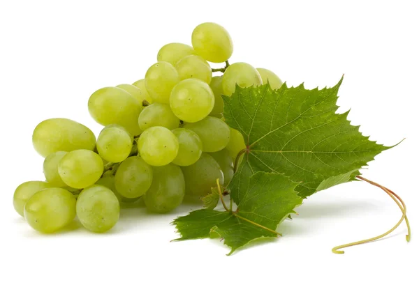 Foglia di vitigno maturo — Foto Stock