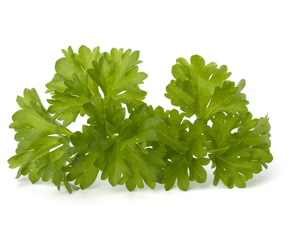 stock image Parsley herb