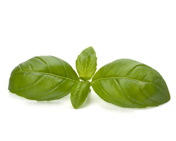 Sweet basil leaves — Stock Photo, Image