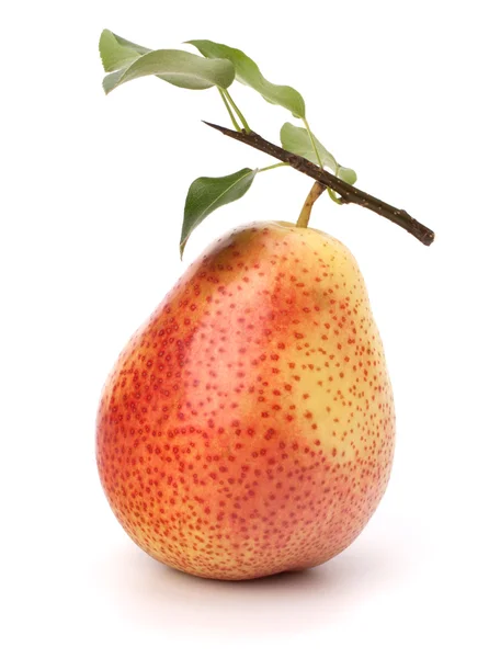 stock image Pear