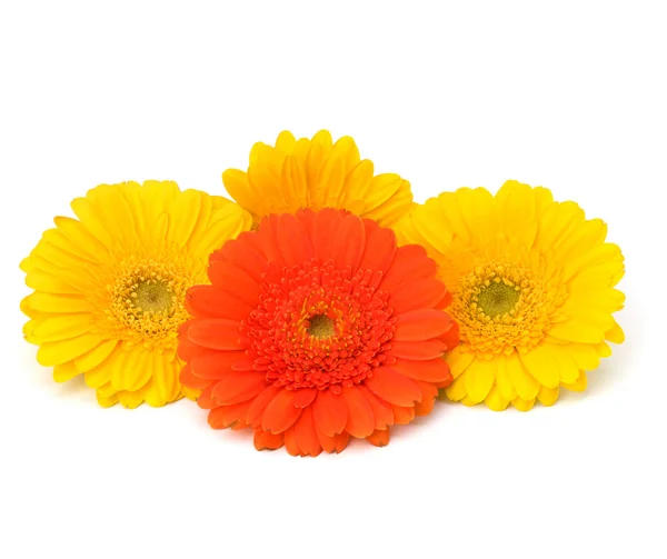 stock image Beautiful daisy gerbera flowers