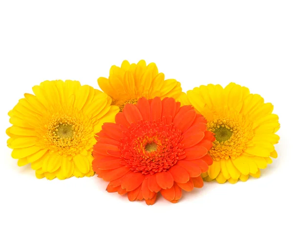 stock image Beautiful daisy gerbera flowers