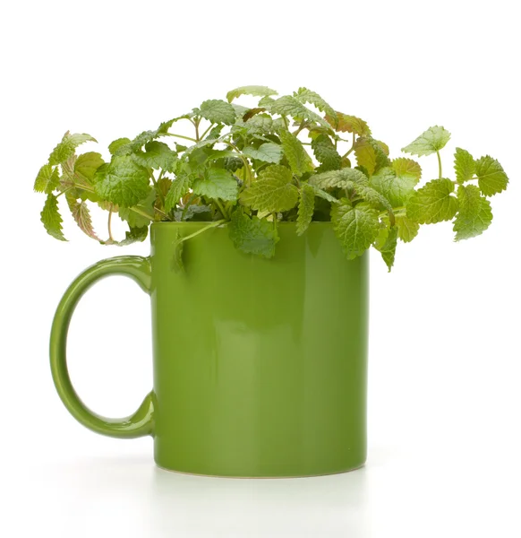 Taza de té de menta de hierbas — Foto de Stock