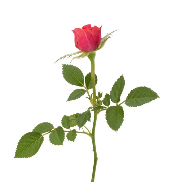 Bella rosa — Foto Stock