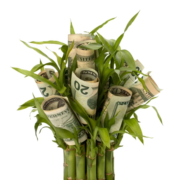 Money growing concept — Stock Photo, Image
