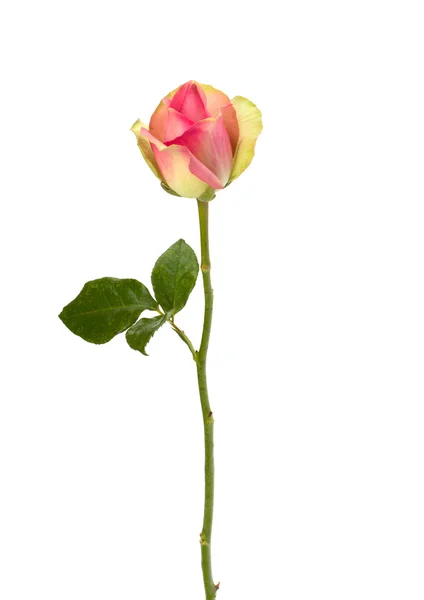 Hermosa rosa aislada sobre fondo blanco — Foto de Stock