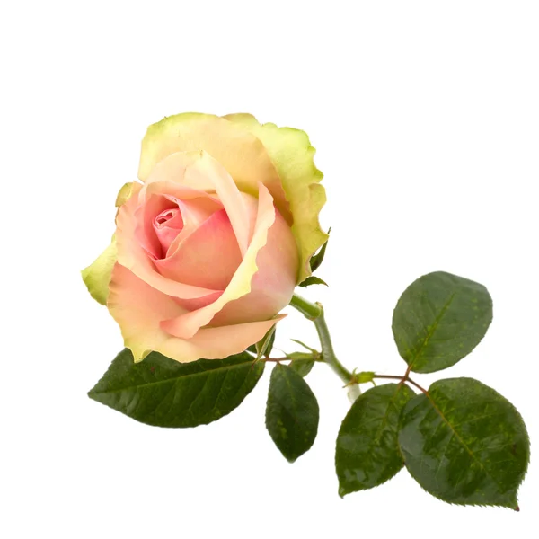 Bella rosa isolata su sfondo bianco — Foto Stock