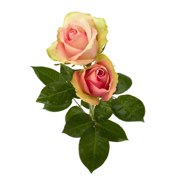 Lindas rosas isoladas em fundo branco — Fotografia de Stock