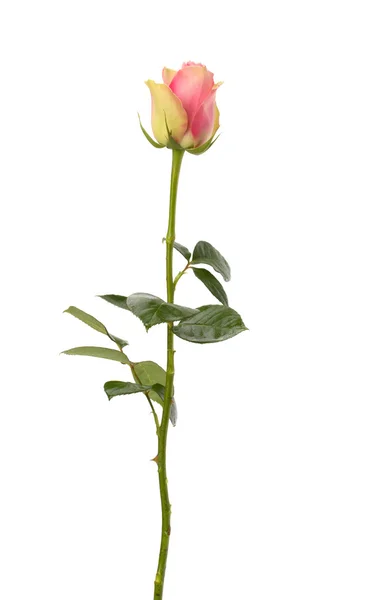 美丽的玫瑰，白色背景 — 图库照片