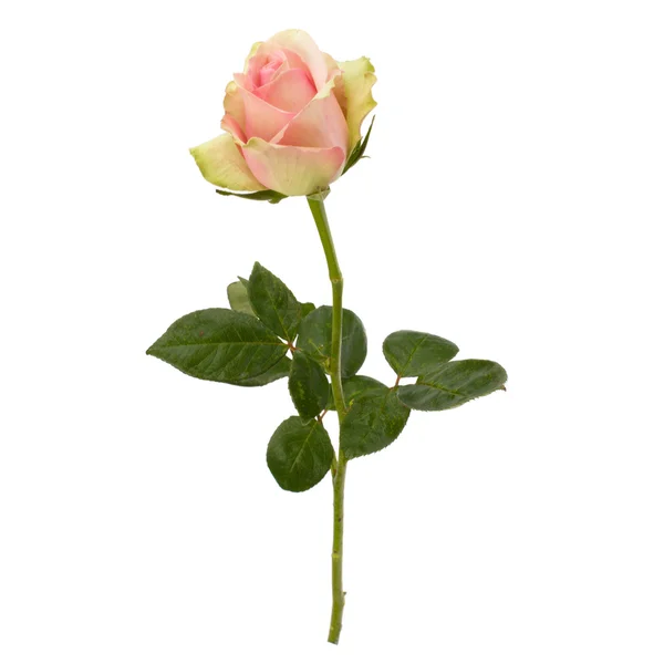 Bela rosa isolada no fundo branco — Fotografia de Stock