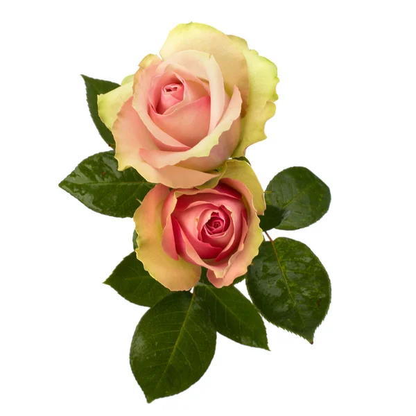 Krásné růže izolovaných na bílém pozadí — Stock fotografie
