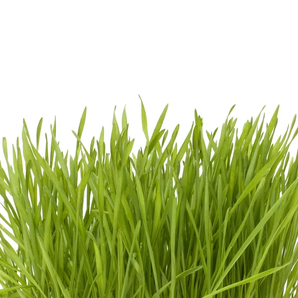 Gras isoliert auf weißem Hintergrund — Stockfoto