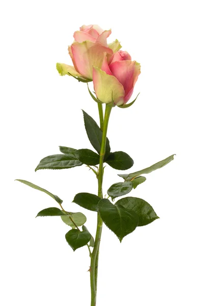 美丽的玫瑰在白色背景上孤立 — 图库照片