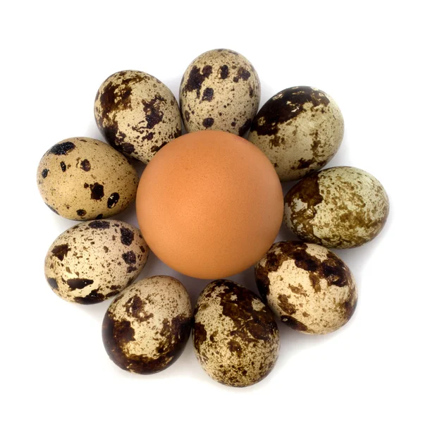 Ορτύκια και τα αυγά της κότας — Φωτογραφία Αρχείου