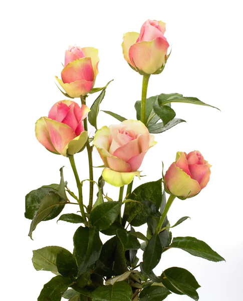 Mooie rozen geïsoleerd op witte achtergrond — Stockfoto