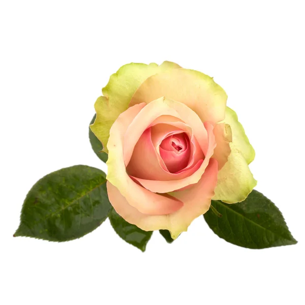 Hermosa rosa aislada sobre fondo blanco — Foto de Stock