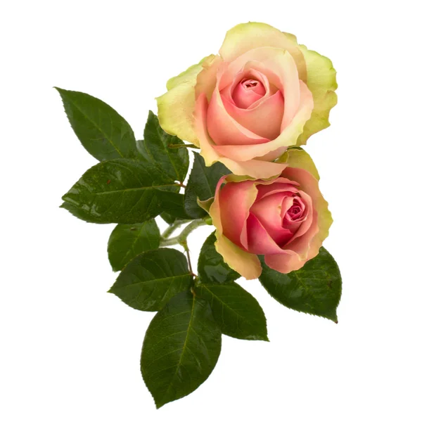 Lindas rosas isoladas em fundo branco — Fotografia de Stock