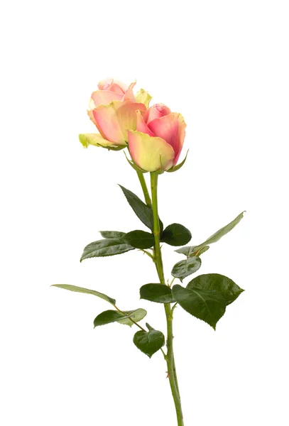Belle rose isolate su sfondo bianco — Foto Stock