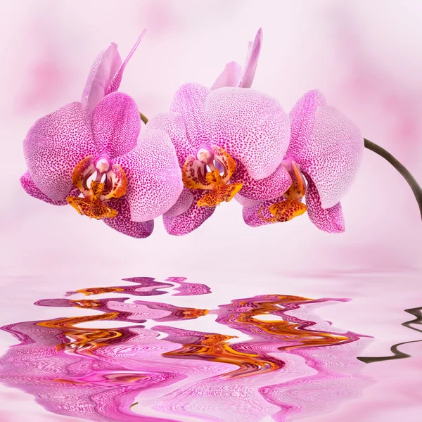 Hermosa orquídea sobre fondo borroso rosa — Foto de Stock