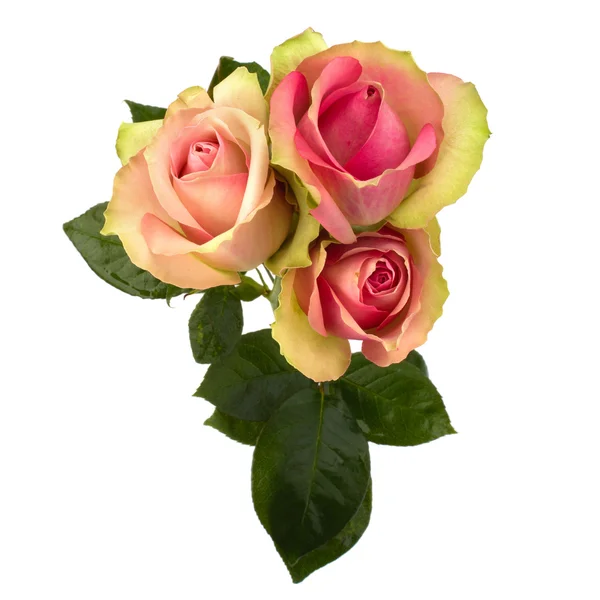 Beautiful roses isolated on white background — Stock Photo, Image