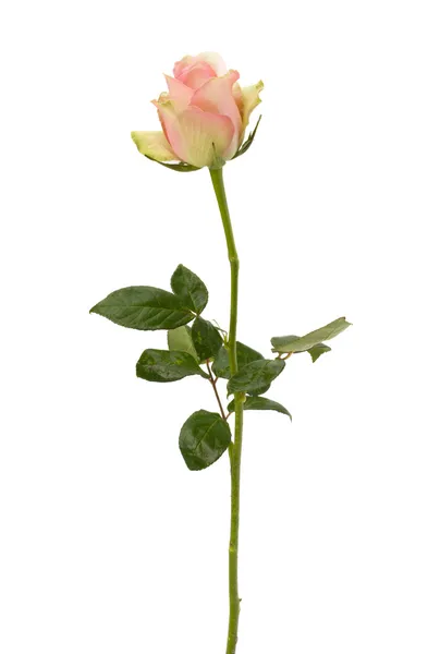Bela rosa isolada no fundo branco — Fotografia de Stock
