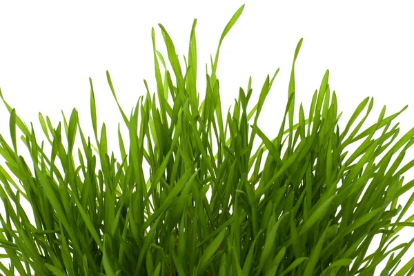 Gras isoliert auf weißem Hintergrund — Stockfoto