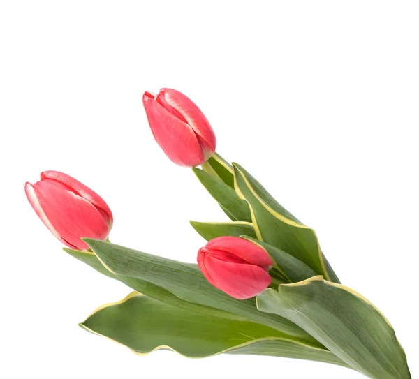Tulipani isolati su sfondo bianco — Foto Stock