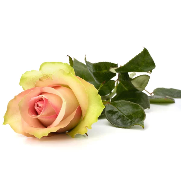 Piękna róża odizolowana na białym tle — Zdjęcie stockowe