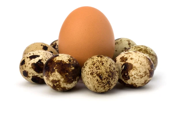 ウズラと鶏の卵 — ストック写真