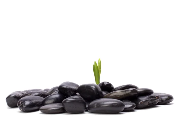 stock image Grass and stones isolated on white background