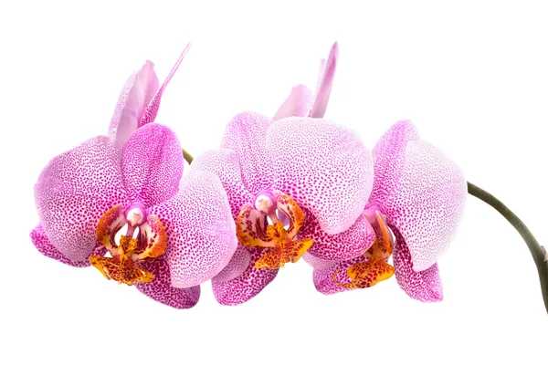 stock image Orchid