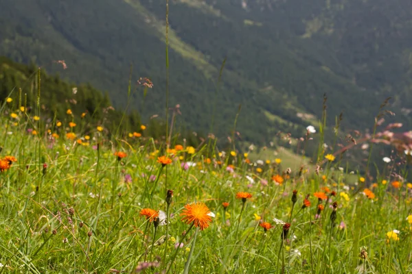 stock image Alps flowers