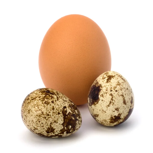Quail and hen's eggs — Stock Photo, Image