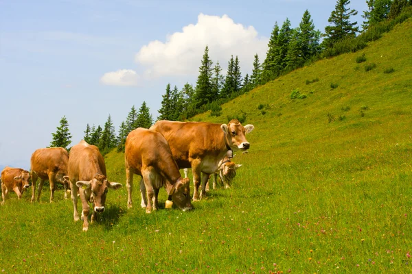 Herd of cows grazing in Alps — Stock Photo, Image