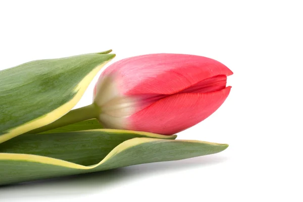 Tulpen isoliert auf weißem Hintergrund — Stockfoto