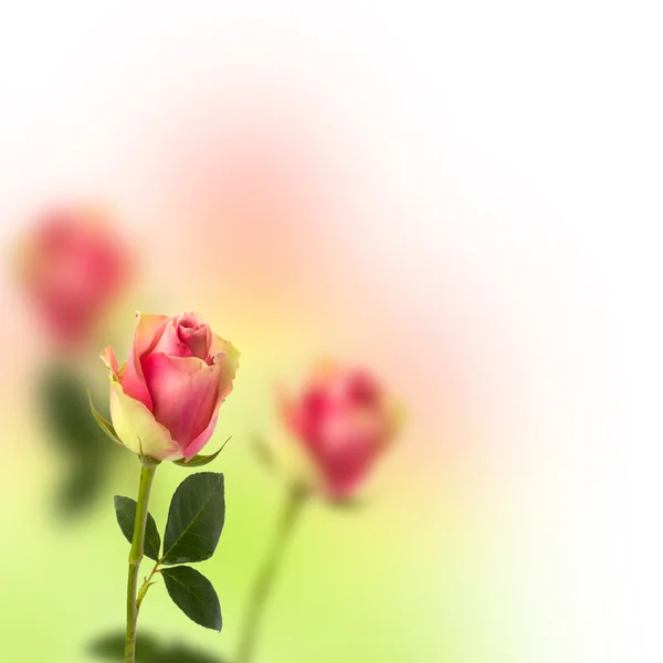 Fundo floral bonito — Fotografia de Stock